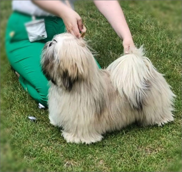 lhasa apso PIAFF azurowa amhara