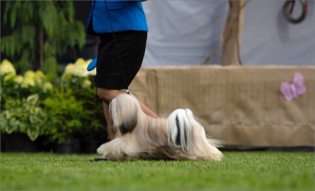 lhasa apso PIAFF azurowa amhara