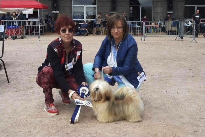 lhasa apso PIAFF azurowa amhara