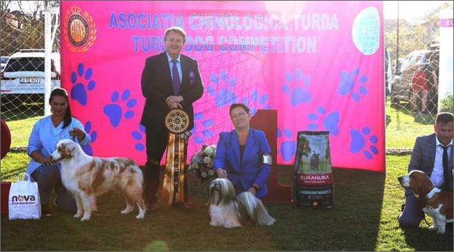 lhasa apso azurowa amhara