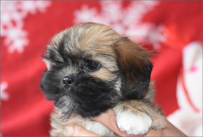 lhasa apso azurowa amhara